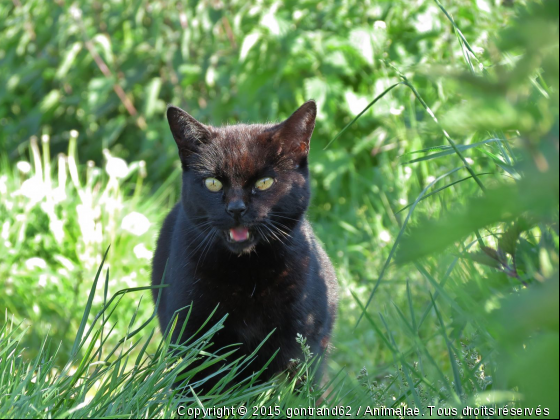 chat - Photo de Chats