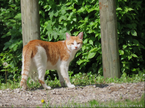 chat - Photo de Chats