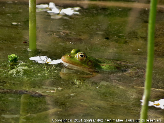 grenouille - Photo de Animaux sauvages