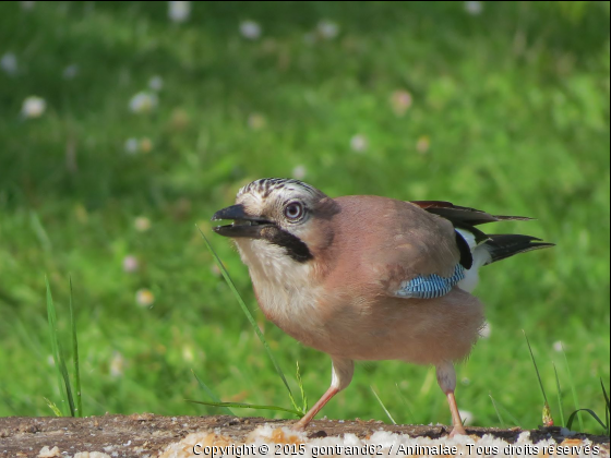 geai - Photo de Oiseaux