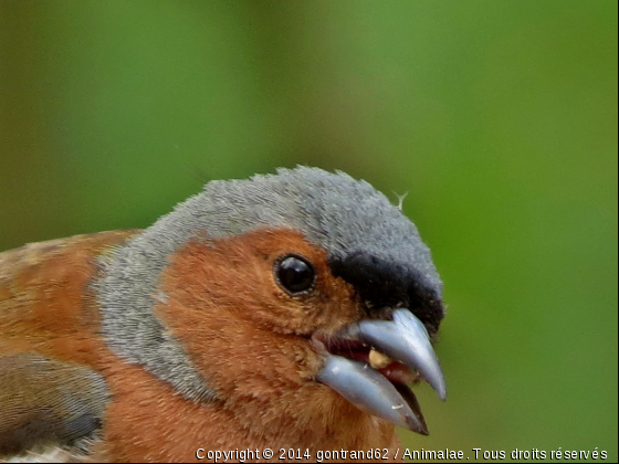 pinson - Photo de Oiseaux