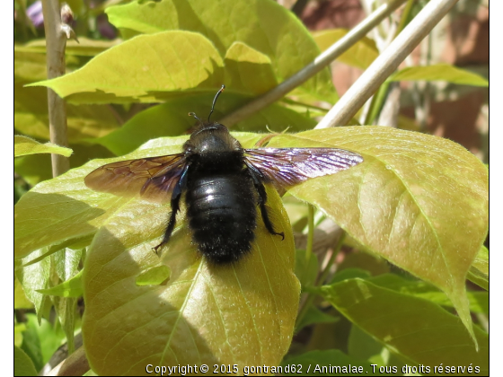 insecte - Photo de Microcosme