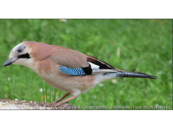 geai des chenes - Photo de Oiseaux