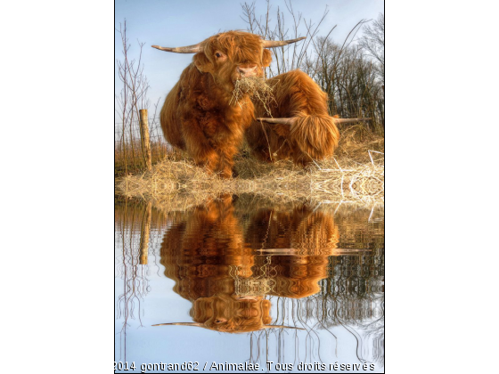 vache - Photo de Animaux Ferme