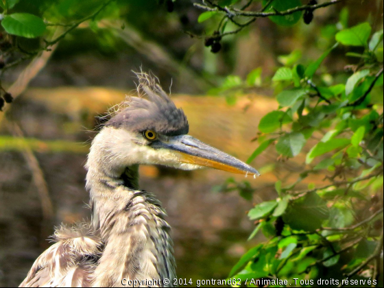 heron - Photo de Oiseaux