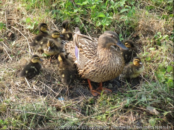 canard - Photo de Oiseaux