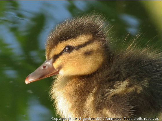 canneton - Photo de Oiseaux