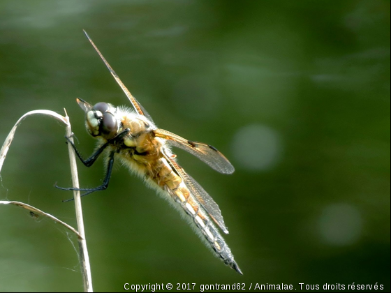 libellule - Photo de Microcosme