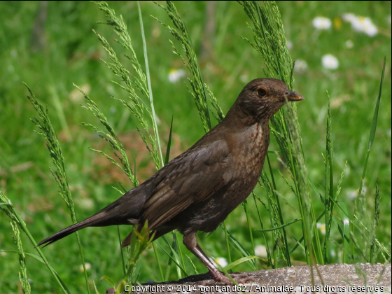 merlette - Photo de Oiseaux