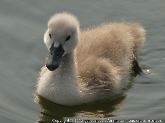 cygne - Photo de Oiseaux