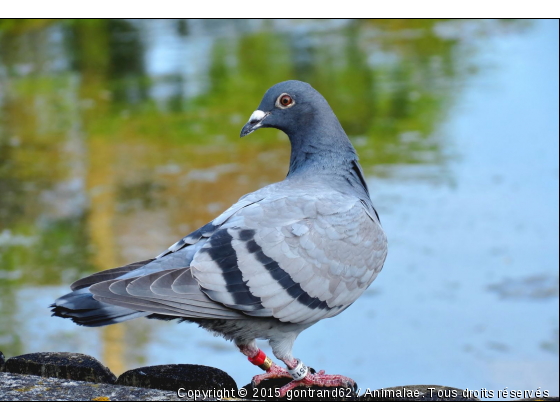 pigeon - Photo de Oiseaux