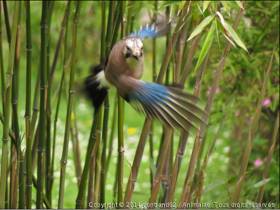 geai - Photo de Oiseaux