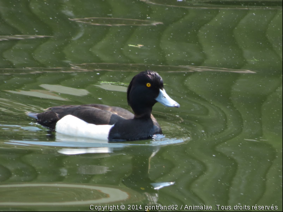 canard - Photo de Oiseaux