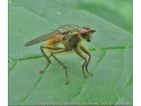 mouche - Photo de Microcosme