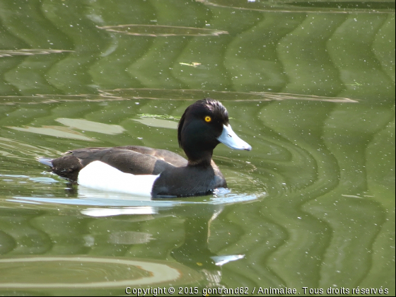 fuligule morillon mâle - Photo de Oiseaux