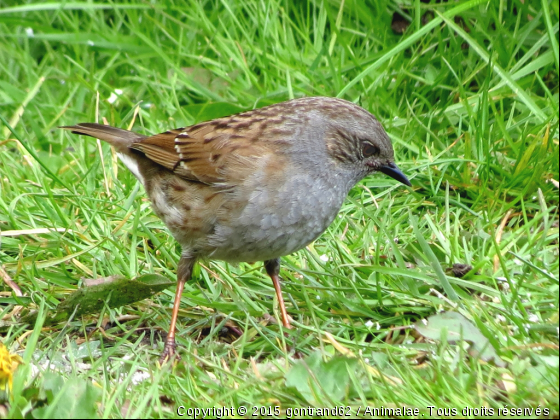 accenteur mouchet - Photo de Oiseaux