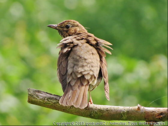 merle - Photo de Oiseaux