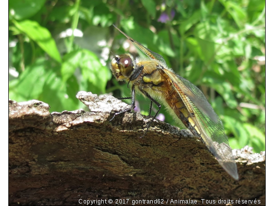 libellule - Photo de Microcosme