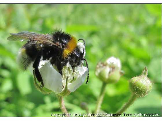 bourdon - Photo de Microcosme