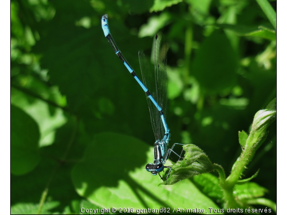 demoiselle bleue - Photo de Microcosme