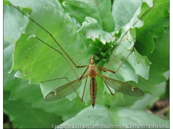 moustique - Photo de Microcosme