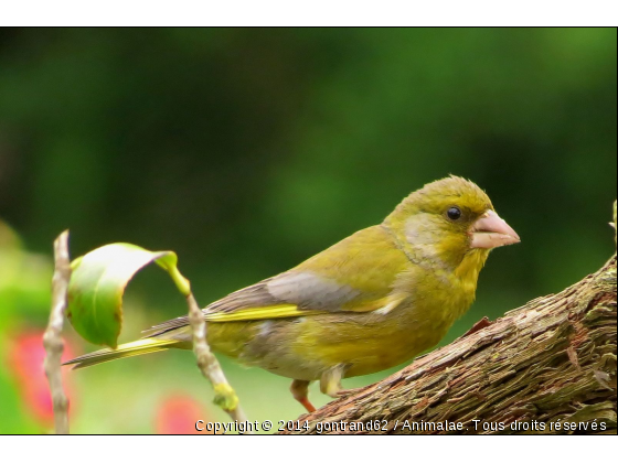 VERDIER - Photo de Oiseaux