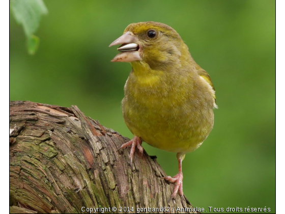 verdier d&#039;europe - Photo de Oiseaux