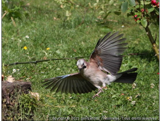 geai - Photo de Oiseaux