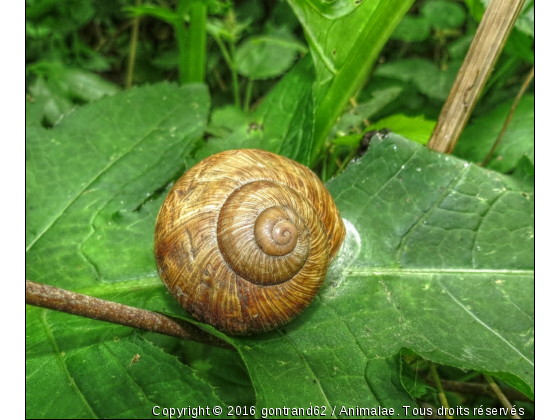 escargot de bourgogne - Photo de Microcosme