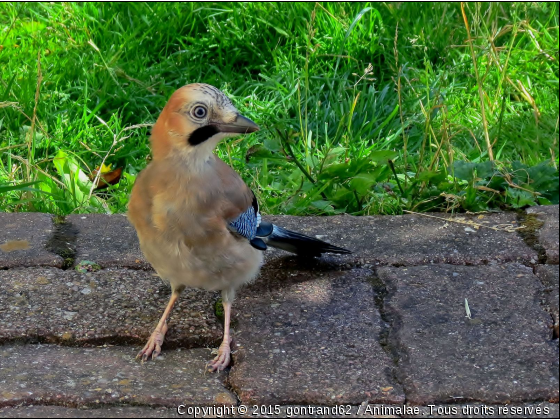 geai - Photo de Oiseaux