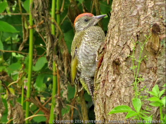 pic vert - Photo de Oiseaux