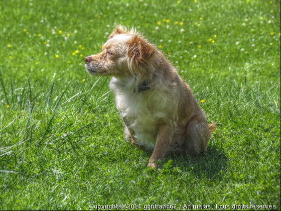 chien - Photo de Chiens