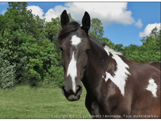 cheval - Photo de Chevaux