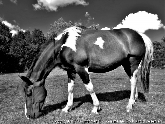 cheval - Photo de Chevaux