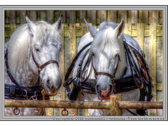 chevaux - Photo de Chevaux