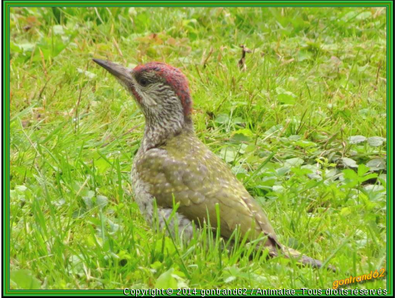 pic vert - Photo de Oiseaux