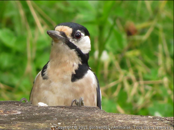 pic epeiche - Photo de Oiseaux