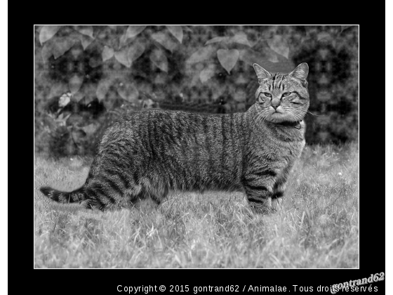 chat - Photo de Chats