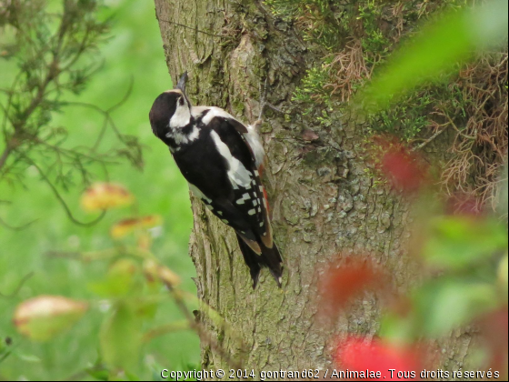 pic epeiche - Photo de Oiseaux