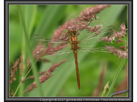 libellule - Photo de Microcosme