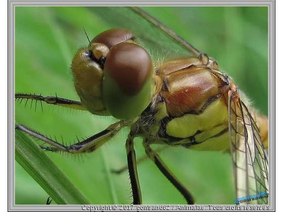 libellule - Photo de Microcosme