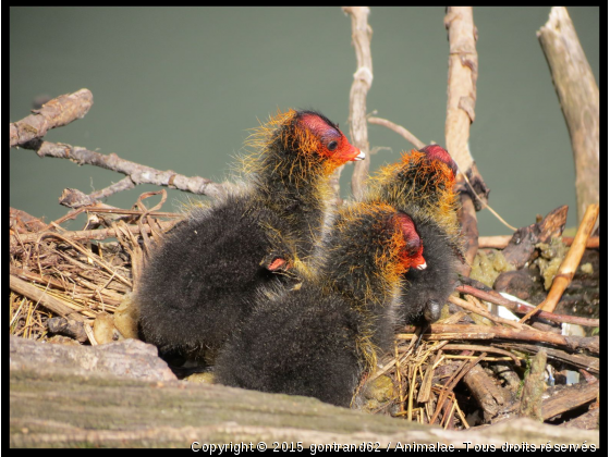 jeunes foulque - Photo de Oiseaux