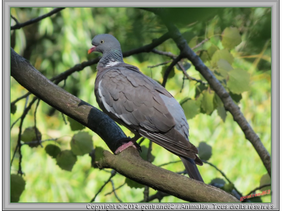 pigeon ramier - Photo de Oiseaux