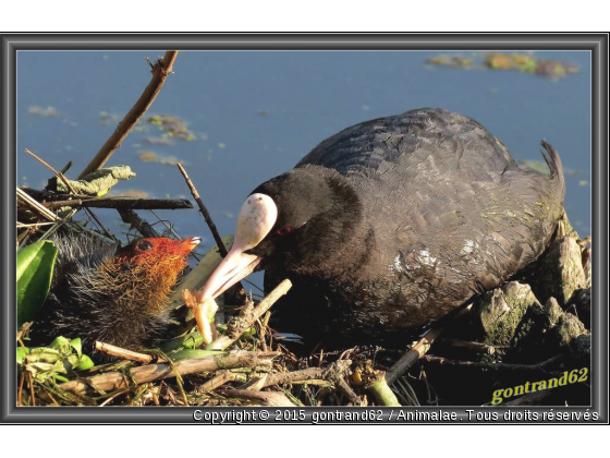 foulques - Photo de Oiseaux