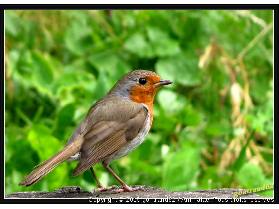 rouge gorge - Photo de Oiseaux