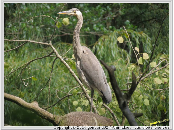 heron - Photo de Oiseaux