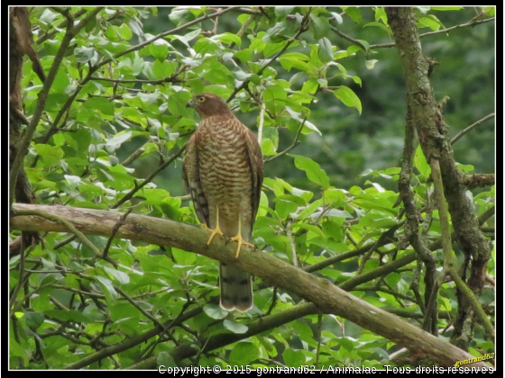 buse - Photo de Oiseaux