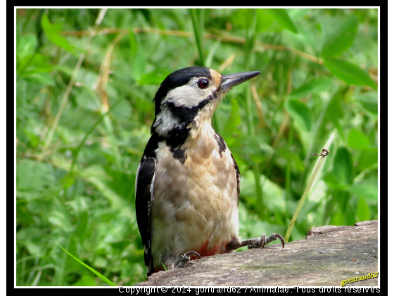 pic epeiche - Photo de Oiseaux