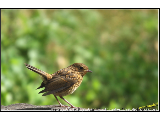 troglodyte mignon - Photo de Oiseaux