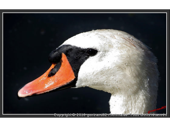 cygne - Photo de Oiseaux